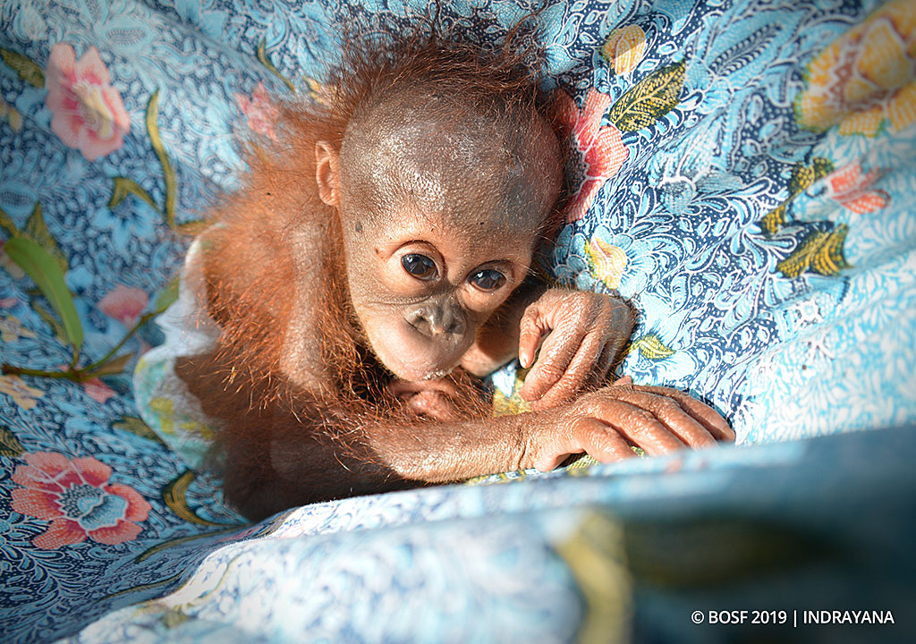 A NEW BABY! - Borneo Orangutan Survival