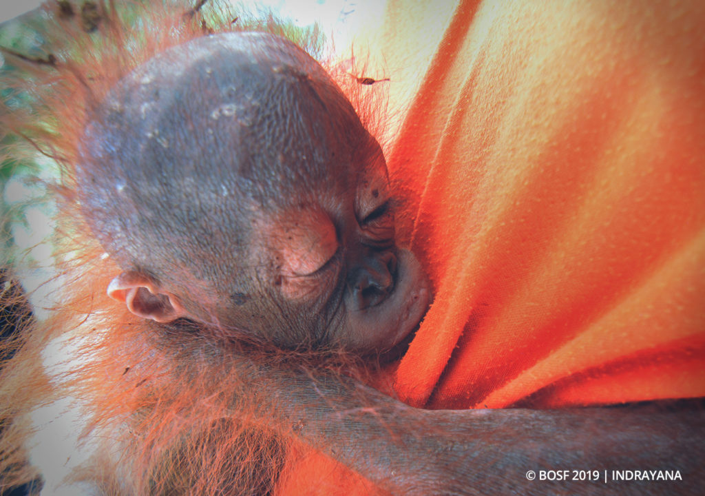 Baby orangutans get a second chance at life at a Borneo orphanage