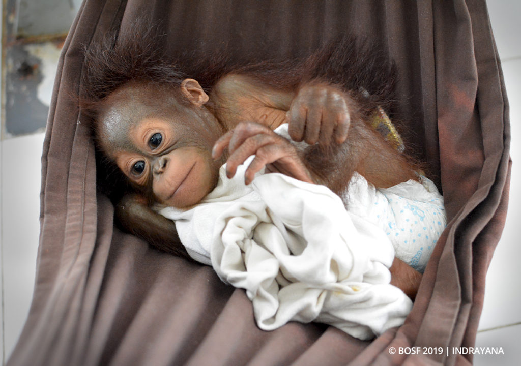 BOS Foundation: A Second Chance for Four Young Orangutan Orphans