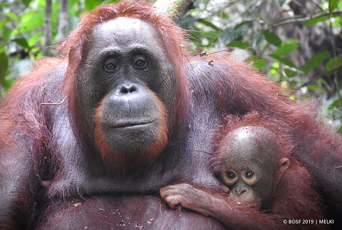BOSF Orangutan Releases: Manisha Makes a Marvelous Mother! - Orangutan  Outreach