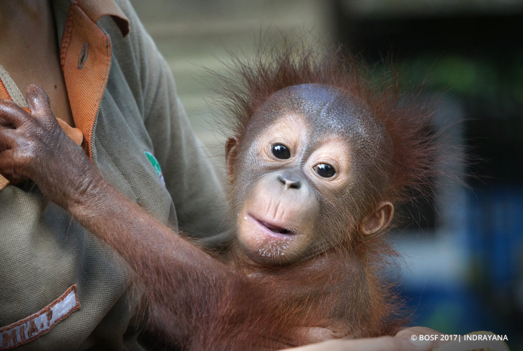 A NEW BABY! - Borneo Orangutan Survival