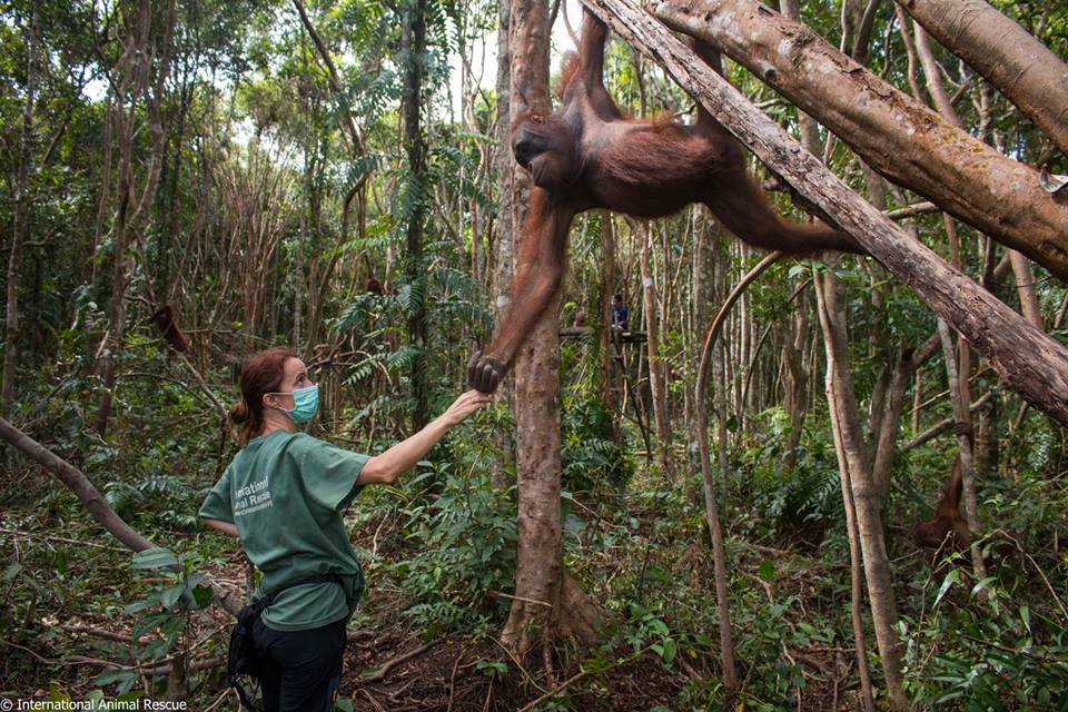 International Animal Rescue (IAR) - Orangutan Outreach
