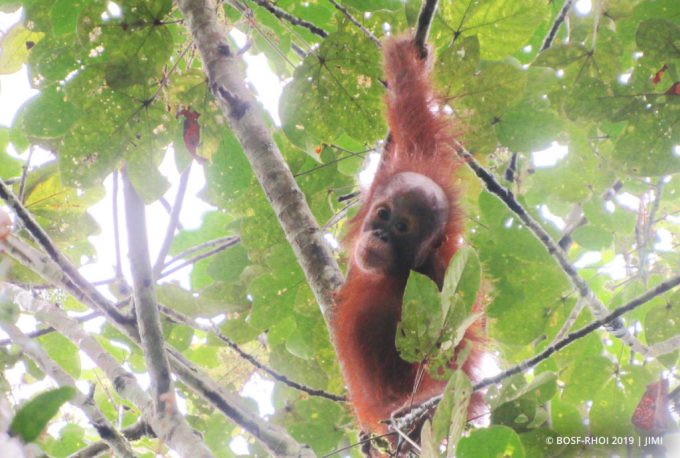 BOS Orangutan Releases: Moms’ Day Out in the Forest! - Orangutan Outreach