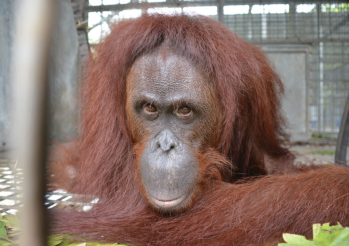 BOS Nyaru Menteng: Candidate Profiles for the 34th Orangutan Release.