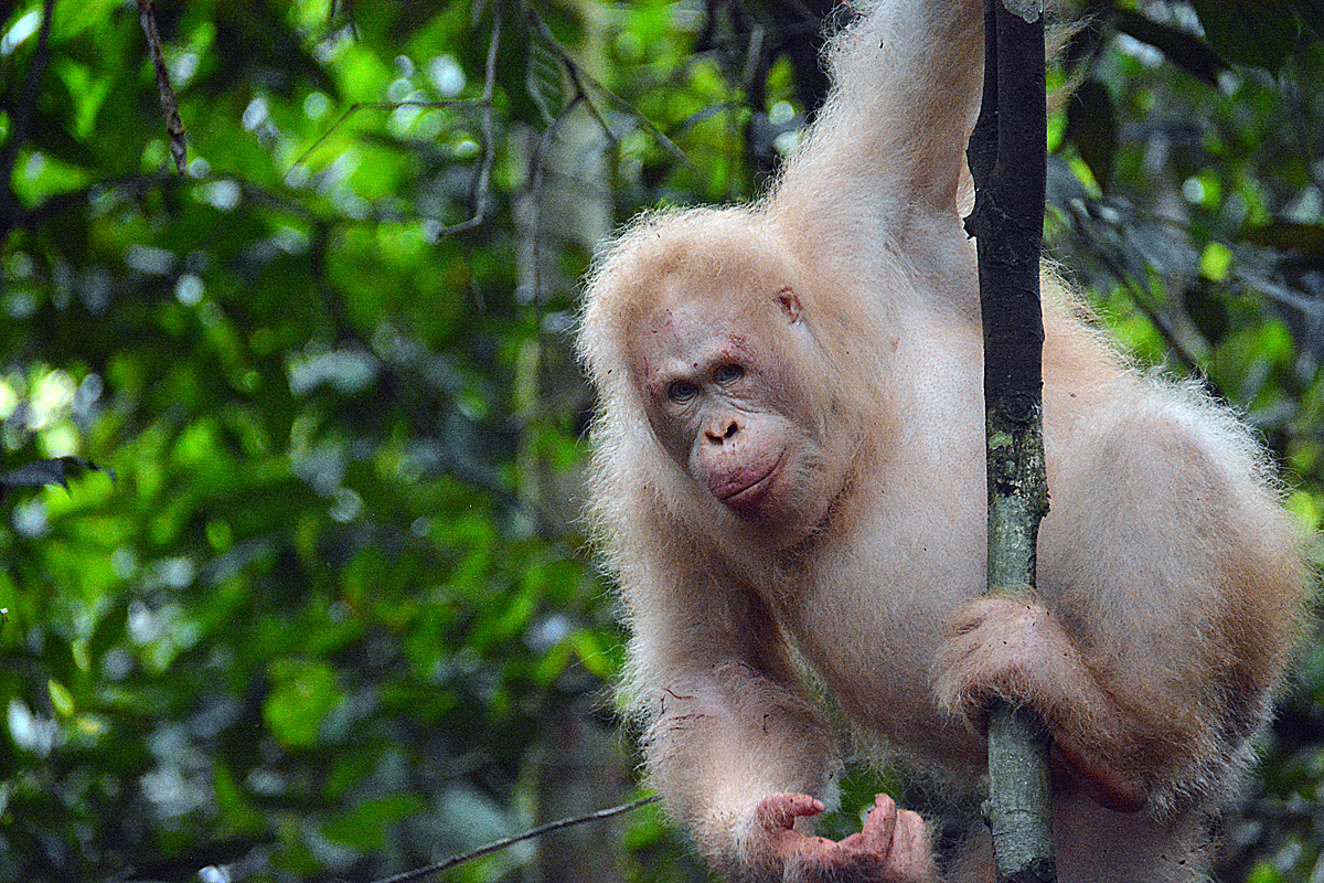 albino orangutan