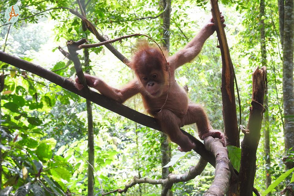 Sumatran Orangutan Conservation Programme (SOCP) - Orangutan Outreach