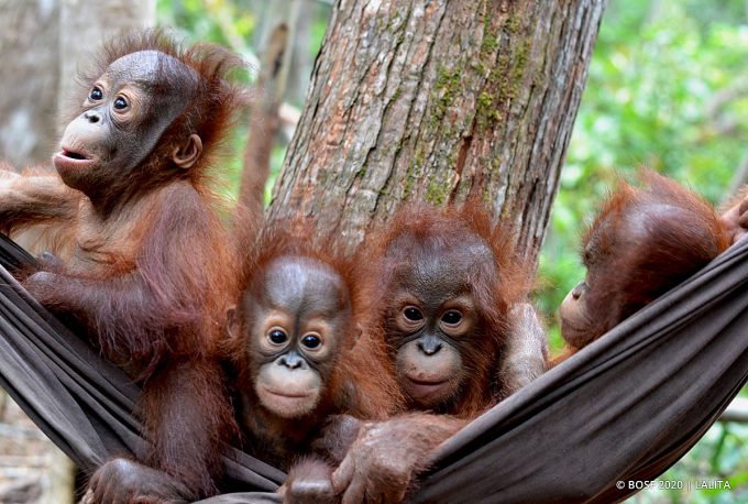 Les Orangs-outans (ou Orangs-outans, D'autres Noms Sont Mawas) Sont Une  Sorte De Grand Singe Aux Bras Longs