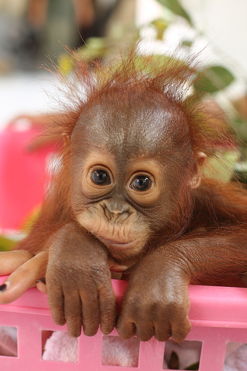 monita orangutan redapes