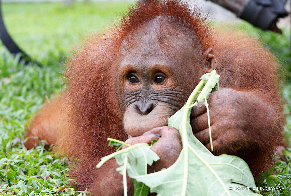 orangutan jungle bosf redapes