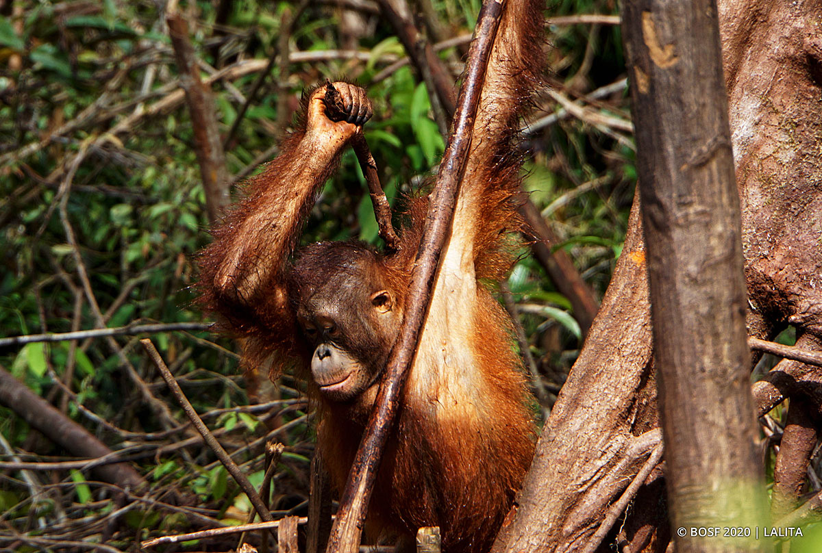 orangutans enemies are who