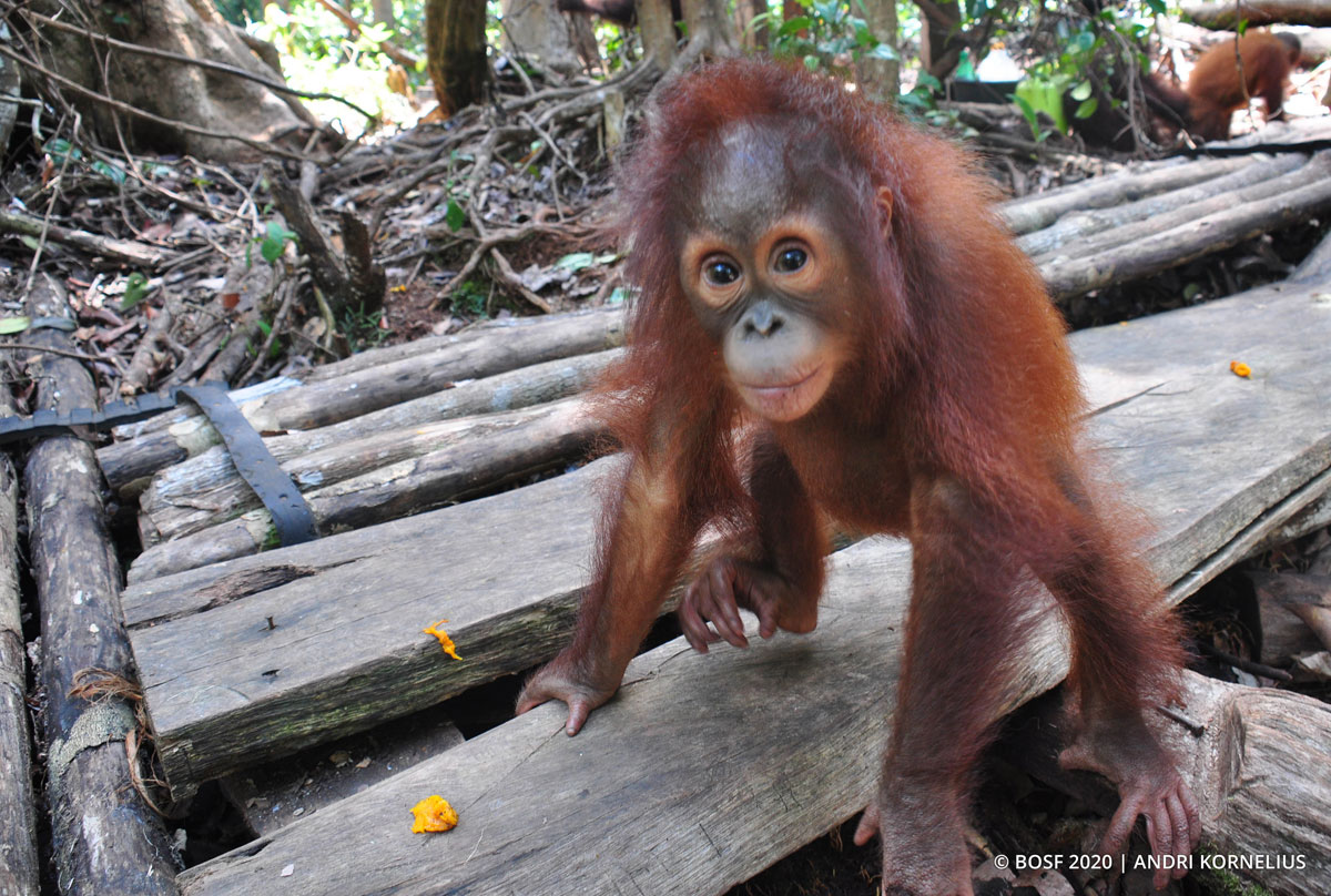 orangutans enemies are who