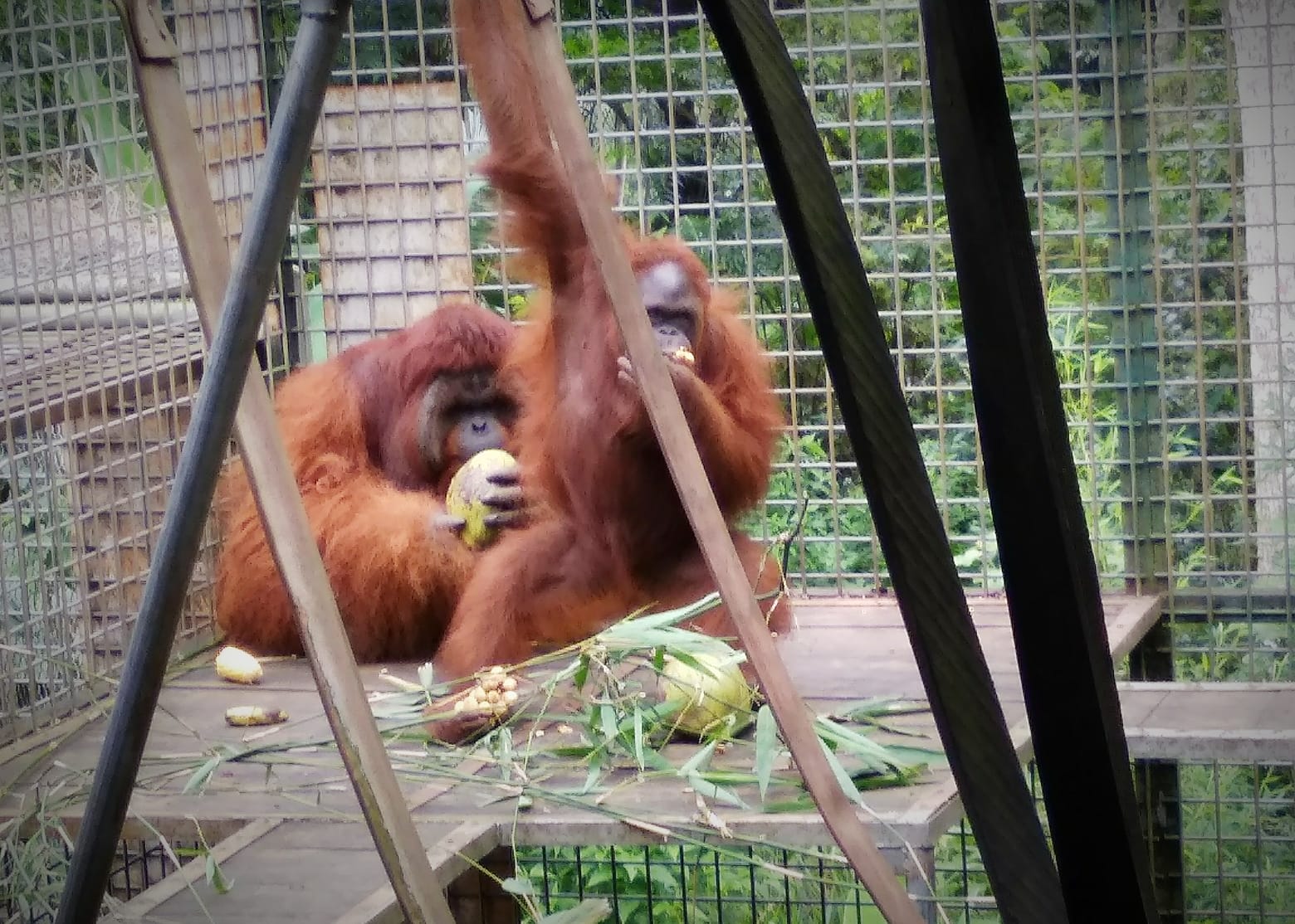 Noni and Dodo's Summer Update - Orangutan Outreach