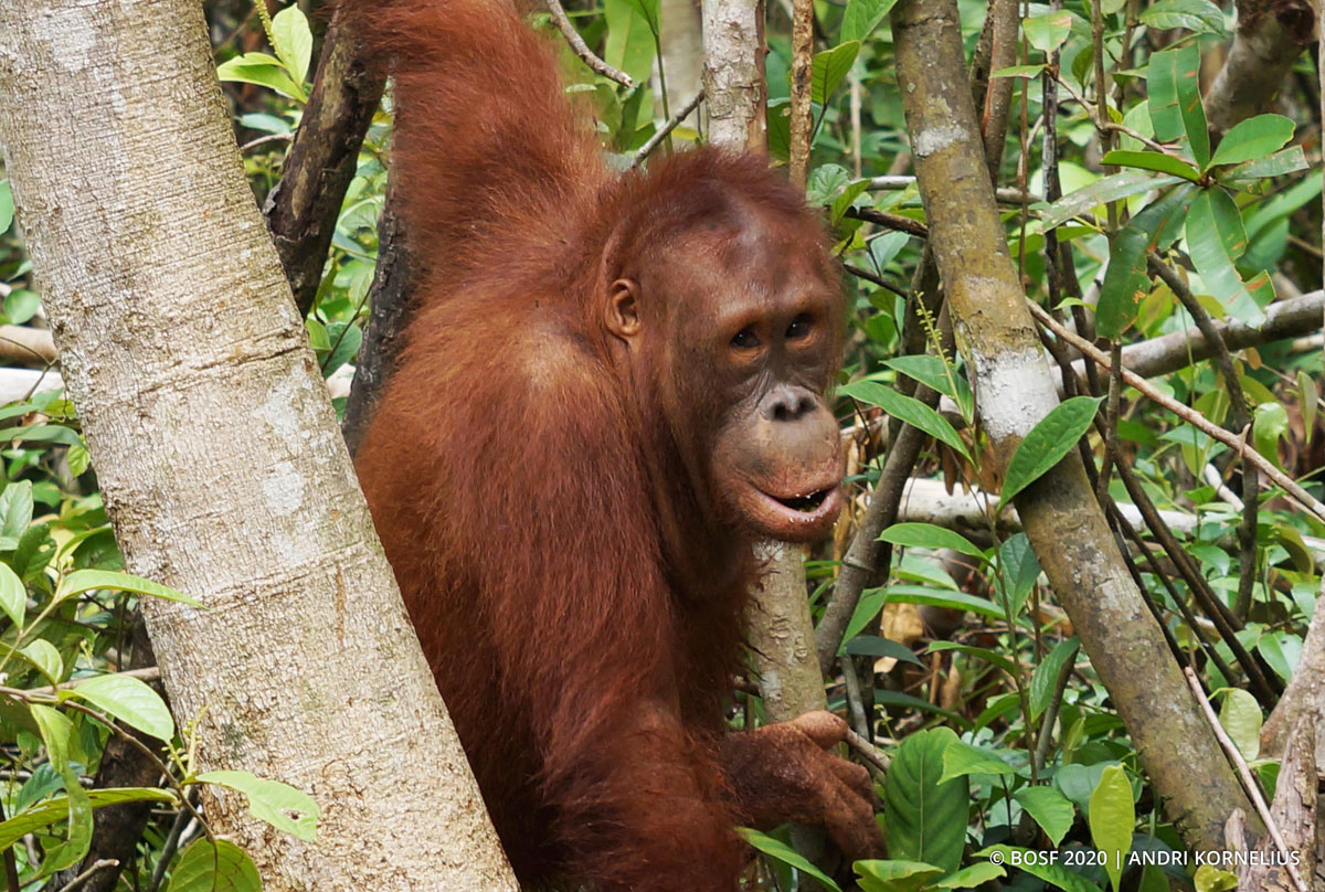  Orangutan  Jungle School Who is the Leader of the Pack 