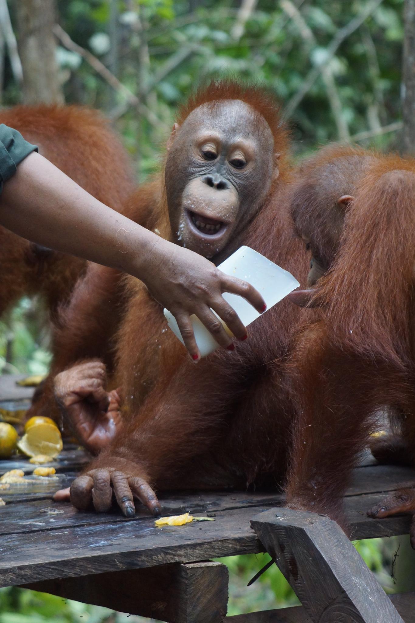 Behold Big Boy Beni Orangutan Outreach