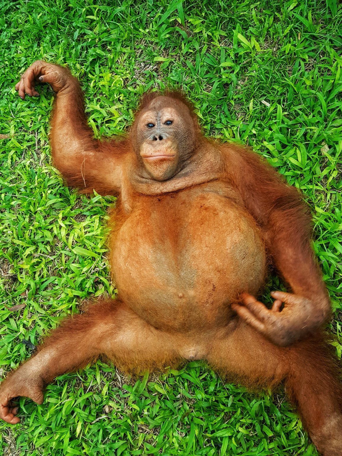 Behold Big Boy  Beni Orangutan  Outreach