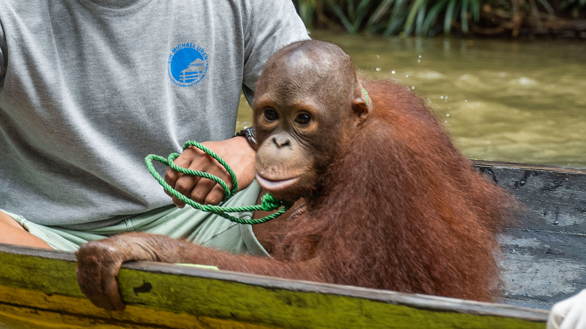 Høj eksponering Barry wafer Orangutan Outreach