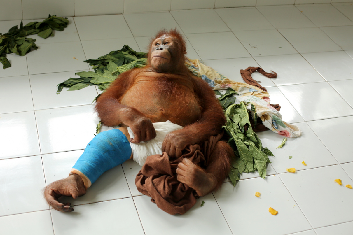 Behold Big Boy Beni Orangutan Outreach