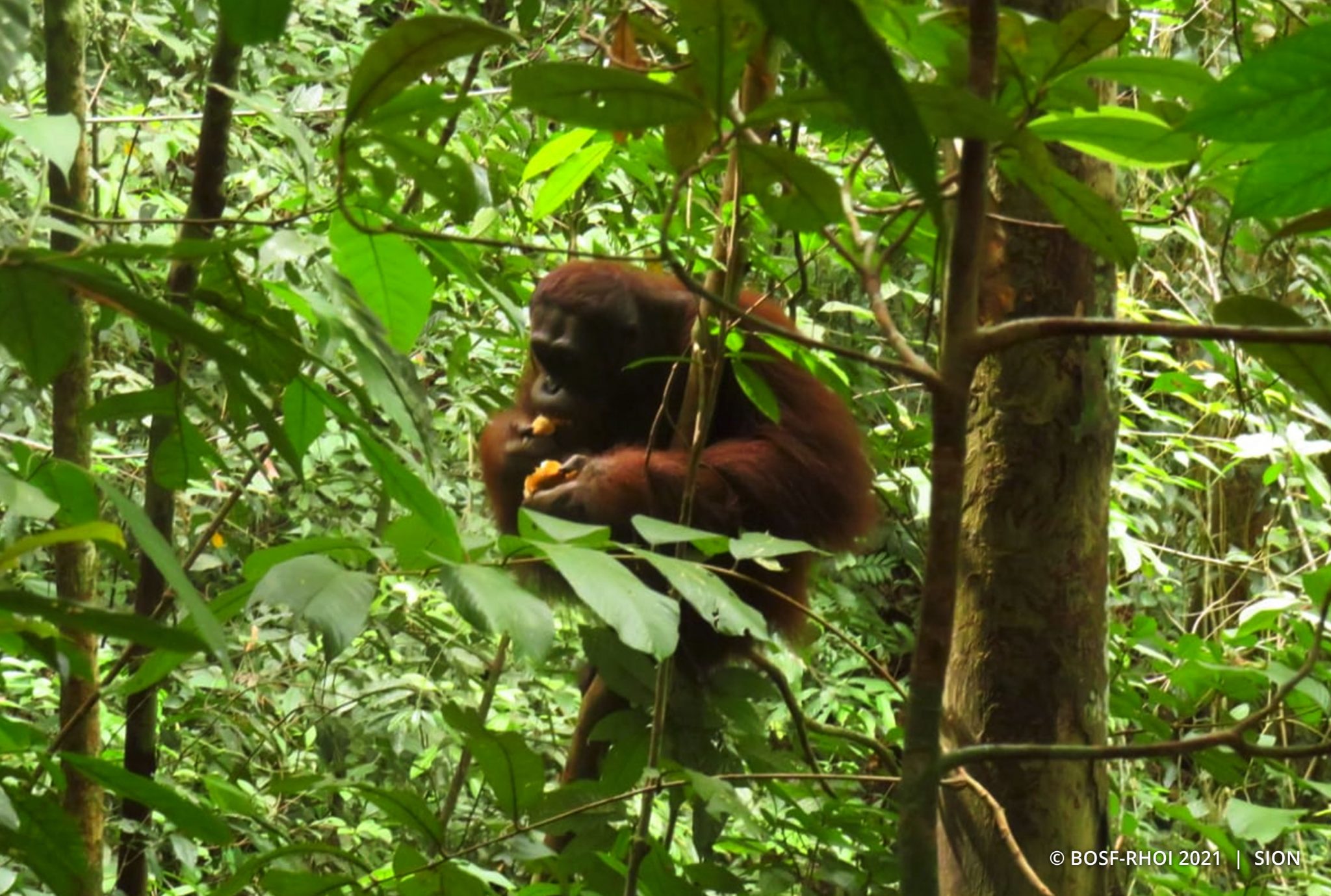 BOS Samboja: A Favorite Fruit Among Orangutans - Orangutan Outreach