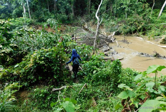 BOS Foundation: Tracking Wild Orangutans - Orangutan Outreach