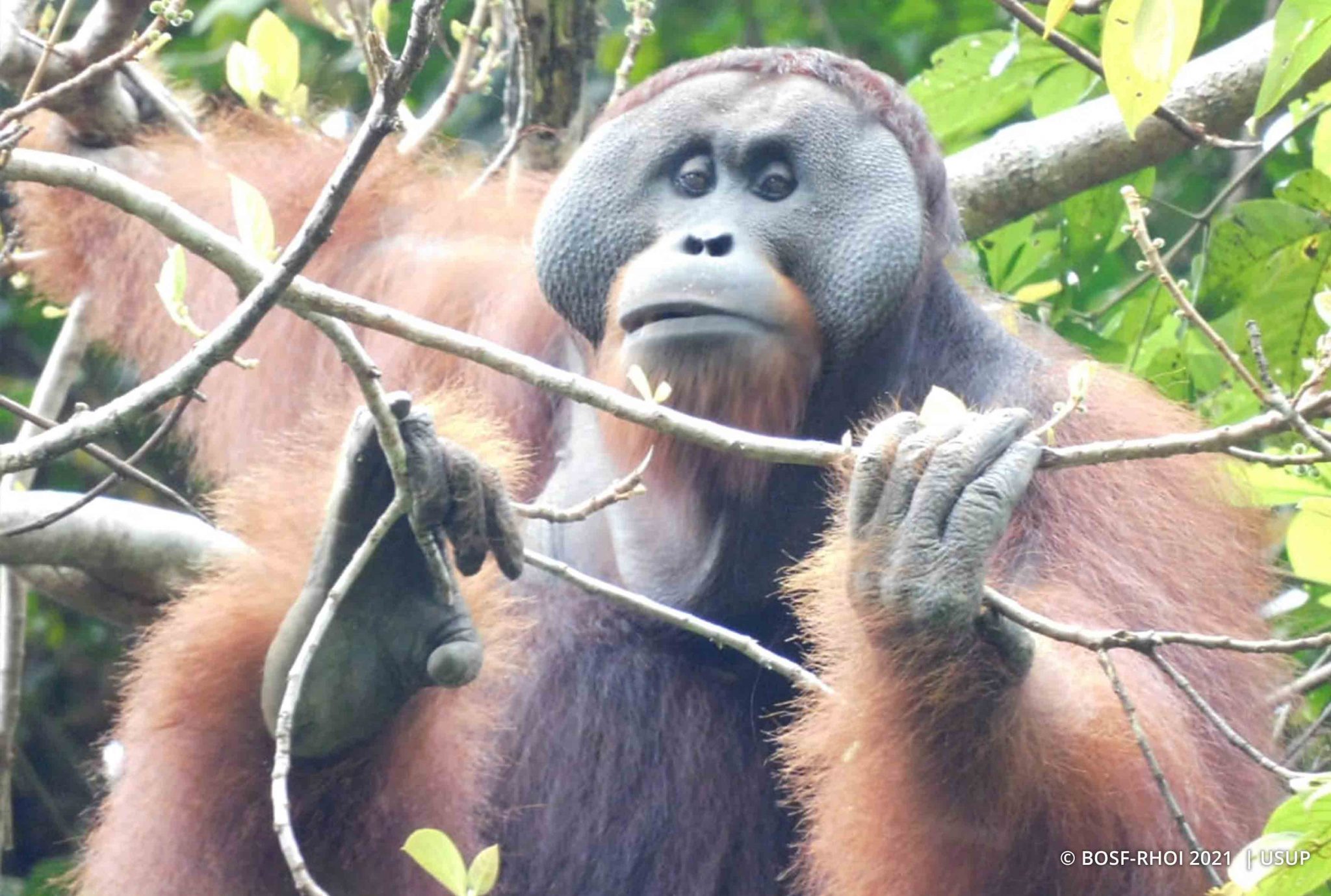 BOSF: Orangutans Hamzah and Bong Part Ways - Orangutan Outreach