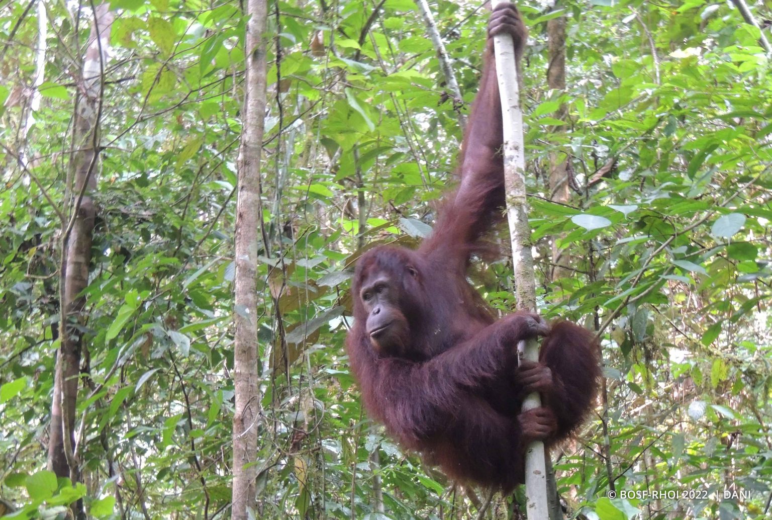 Meeting Old Orangutan friends in the Forest - Orangutan Outreach