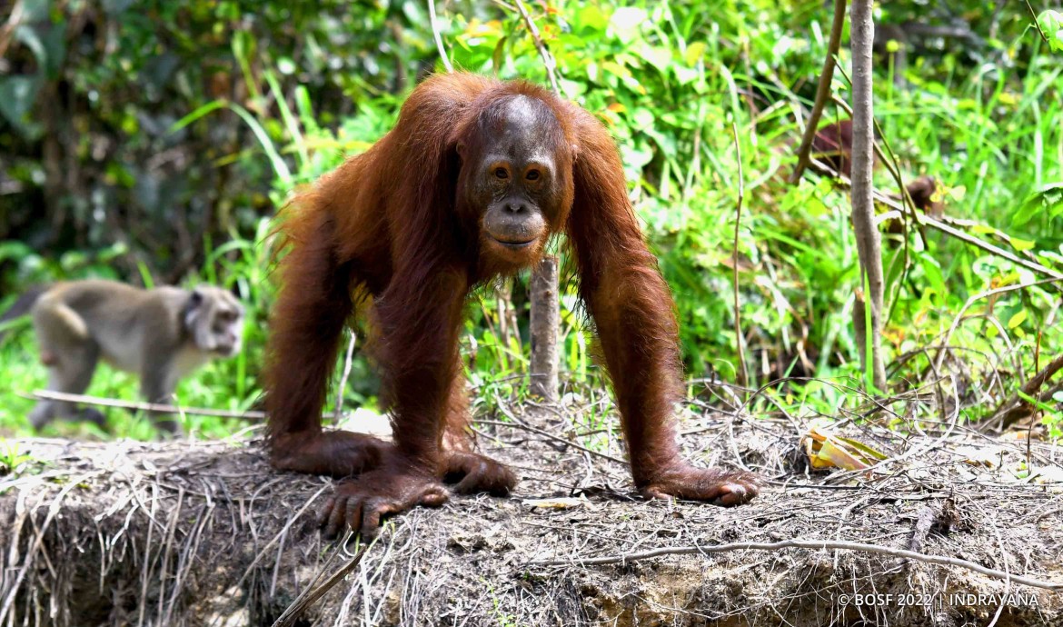 A Long Journey Ahead Valentino - Orangutan Outreach