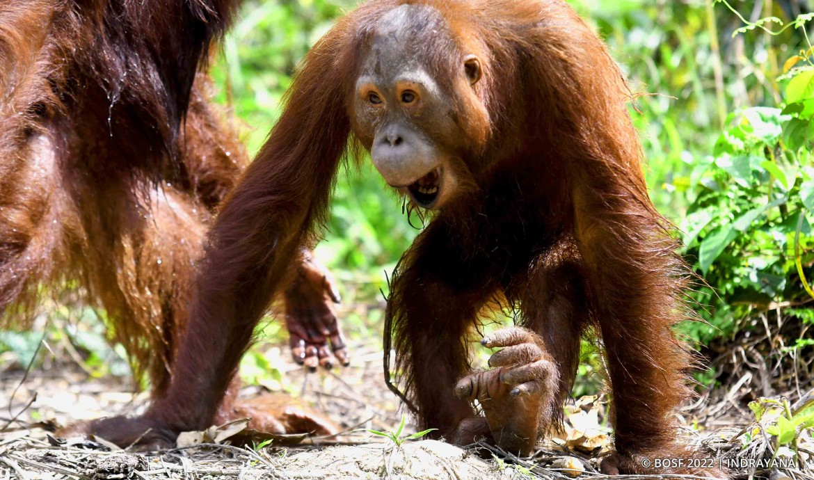 A Long Journey Ahead Valentino - Orangutan Outreach