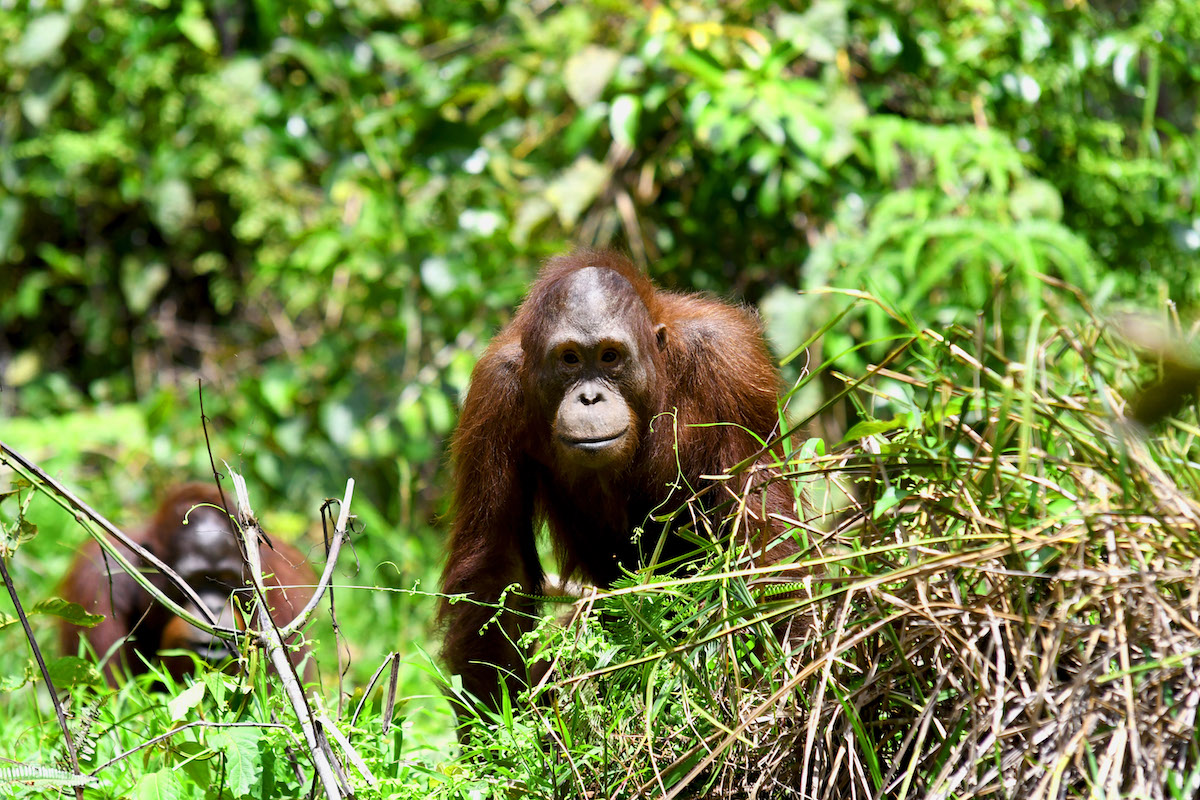 A Long Journey Ahead Valentino - Orangutan Outreach