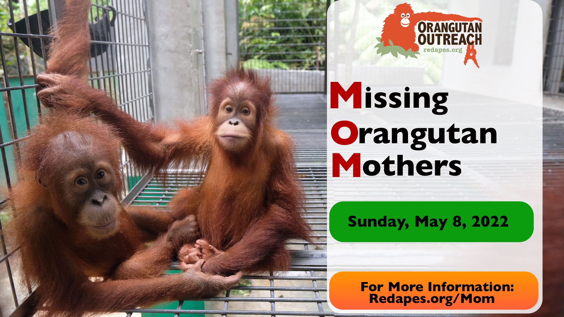 The Power of Mama - Orangutan Outreach