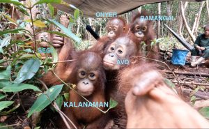 NEW ARRIVAL SPOTTED CLINGING TO SAYANG - Borneo Orangutan Survival