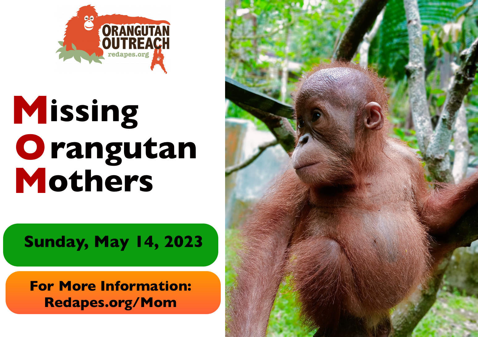 The Power of Mama - Orangutan Outreach