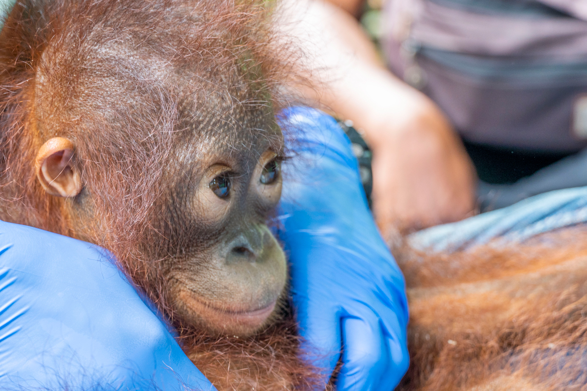 Chained up baby monkeys 'sold illegally in Bali market