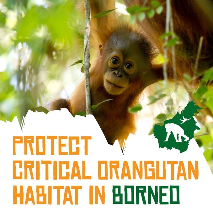 Restore rainforest on Borneo  Protect the orangutan - Trees for All