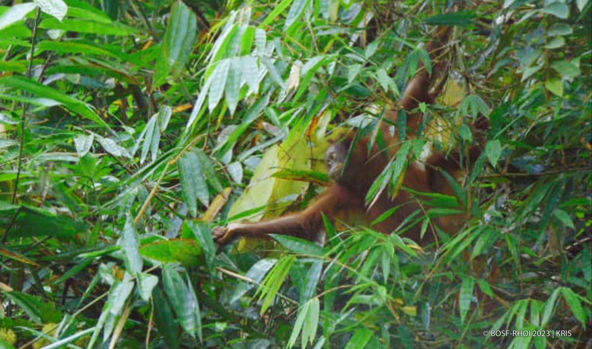 Someone's Pregnant!!! - Orangutan Outreach