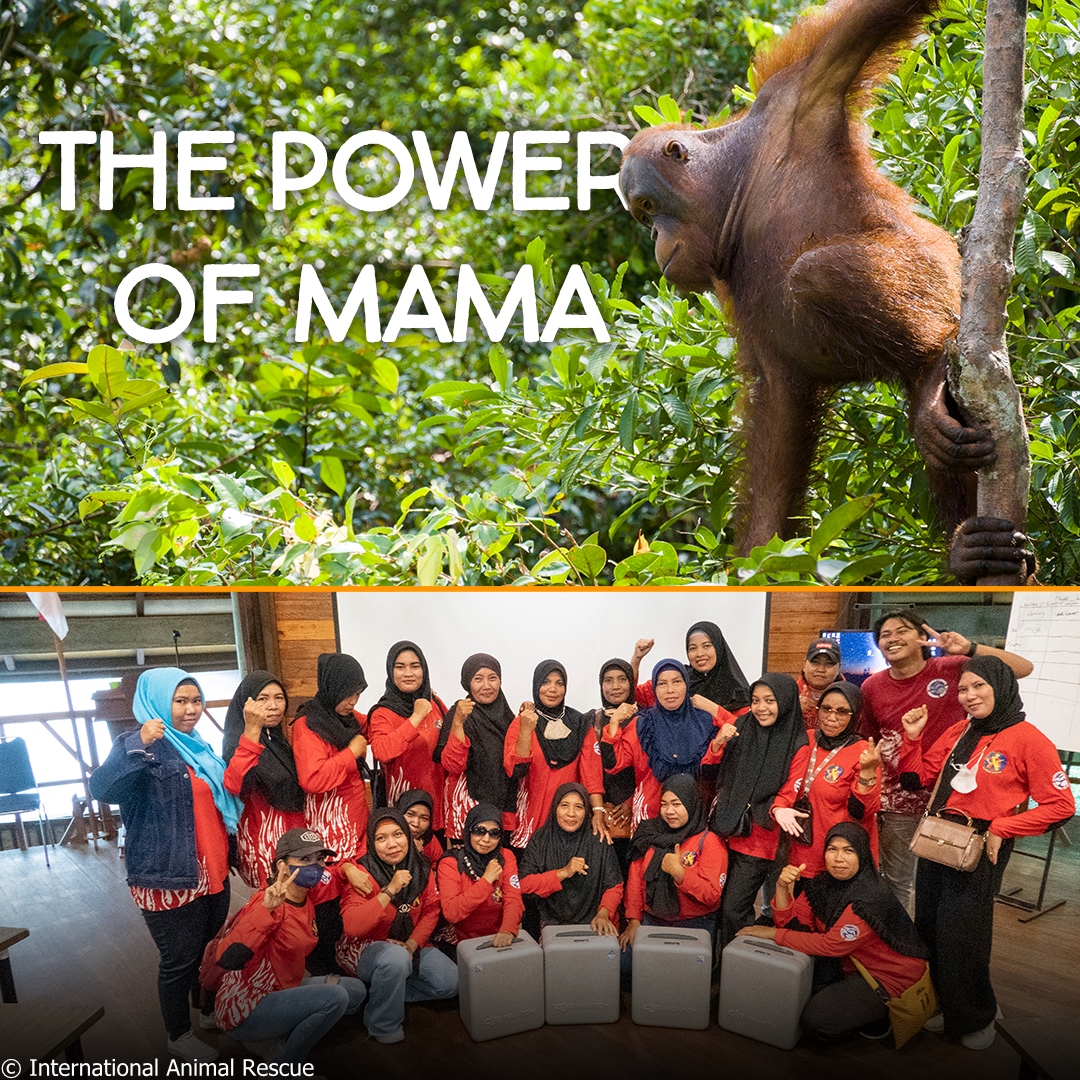 The Power of Mama - Orangutan Outreach