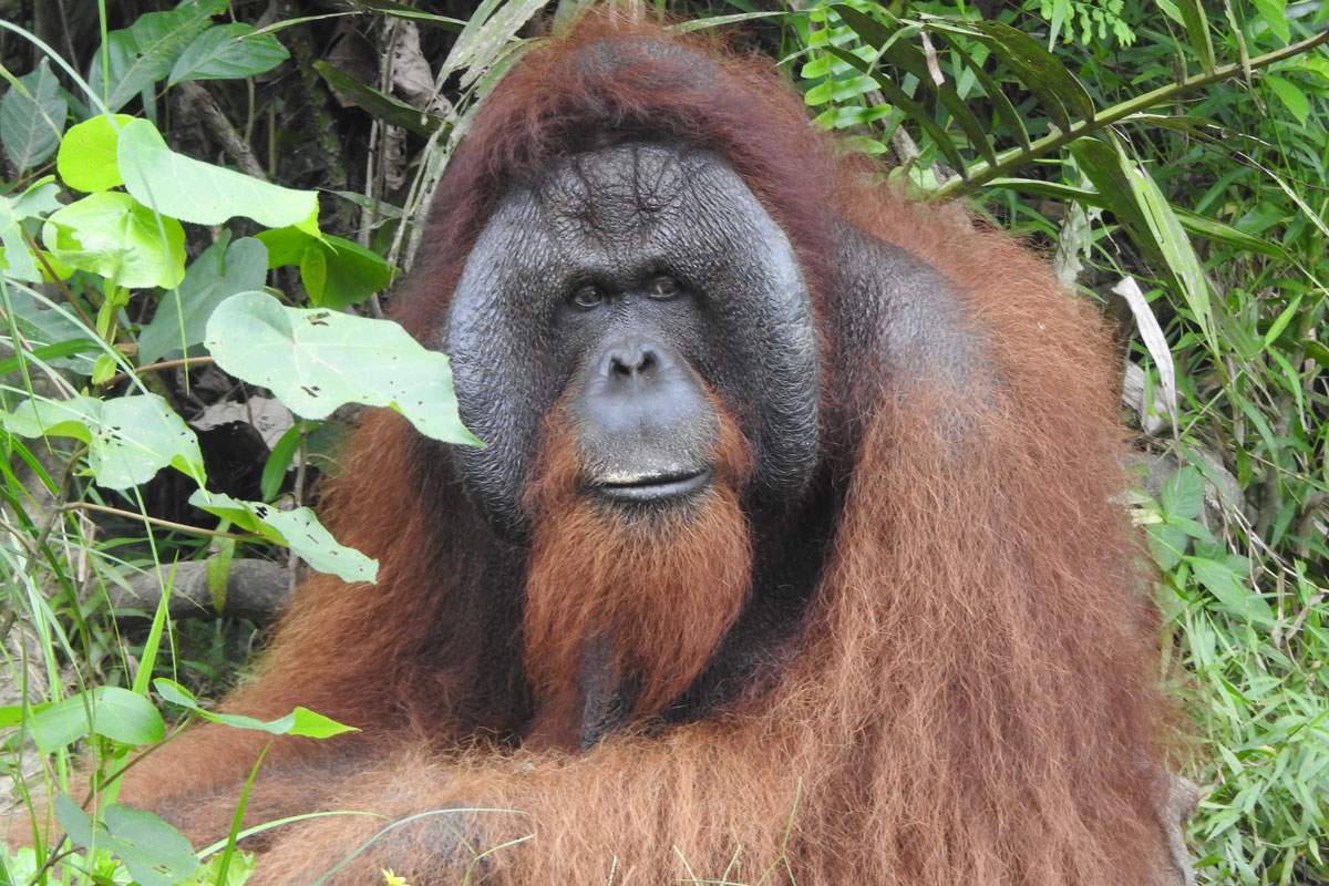 About Orangutans - Orangutan Outreach