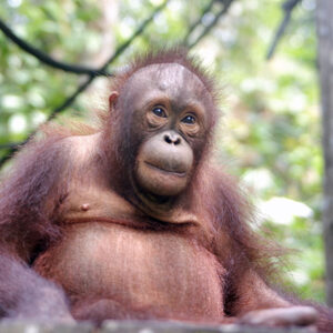 Baimah, a young female orangutan, sits calmly among trees in the forest while observing her surroundings.