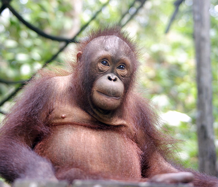 Baimah, a young female orangutan, sits calmly among trees in the forest while observing her surroundings.