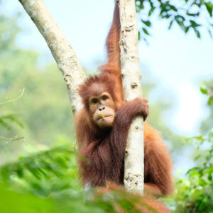 Brenda, a young female orangutan, clings to a tree trunk in a forest setting while looking toward the camera.