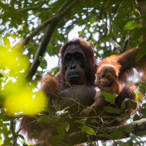 Gracia, a female orangutan, sits high in the rainforest canopy with her infant beside her, surrounded by leafy branches.
