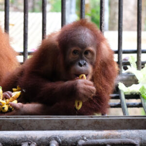 Janet, a young female orangutan, eats a banana while sitting on a feeding platform at the rehabilitation center.