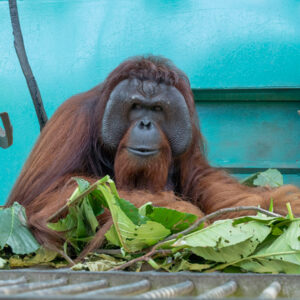JoJo, an adult male orangutan, rests among leafy branches inside a forested enclosure and looks calmly toward the camera.