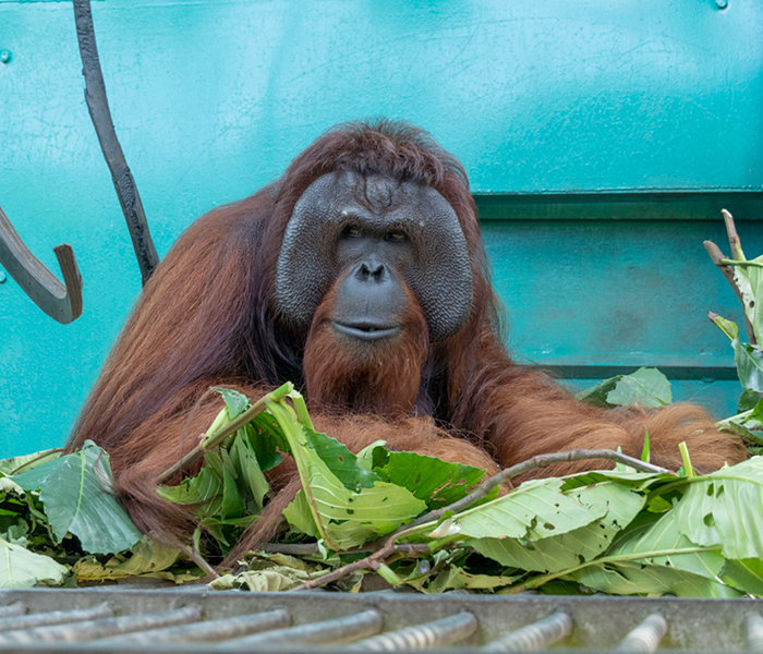 JoJo, an adult male orangutan, rests among leafy branches inside a forested enclosure and looks calmly toward the camera.