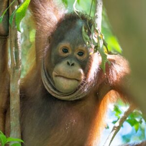 Kukur, a young male orangutan, clings to a tree trunk and looks toward the camera in a forest setting.