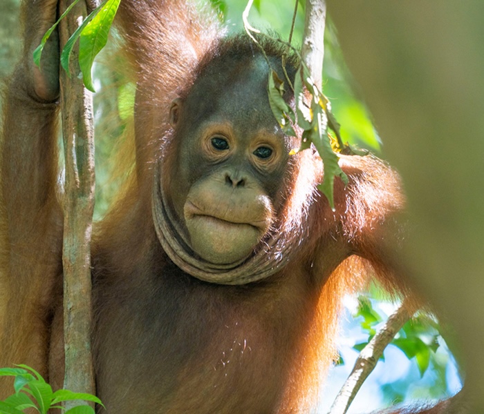 Kukur, a young male orangutan, clings to a tree trunk and looks toward the camera in a forest setting.
