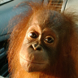 Luna, a young female orangutan with fluffy hair, looks gently toward the camera while resting indoors.