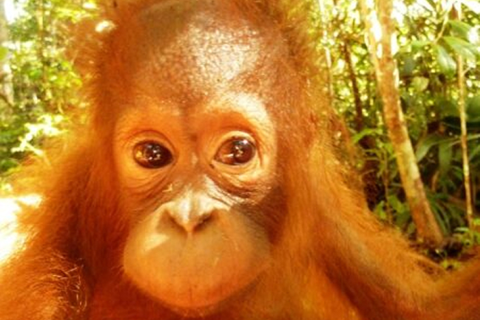 Luna, a small juvenile orangutan, peers closely at the camera while sitting among sunlit forest vegetation.