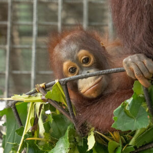 Mawa, a young male orangutan, peeks through leafy branches while holding onto enrichment items in his enclosure.