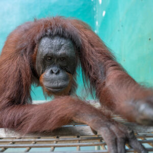 Neng, a female orangutan with long reddish hair, leans forward on a platform inside her enclosure and looks toward the camera.