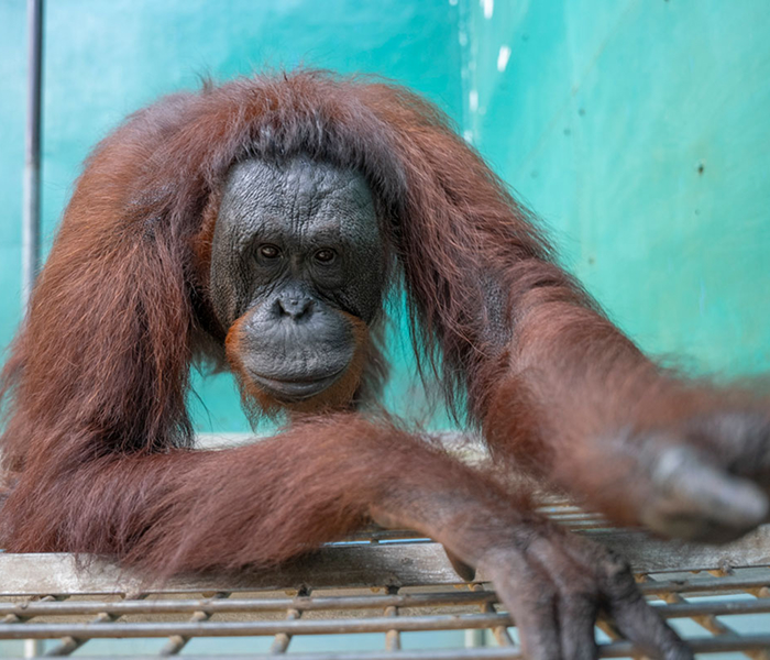 Neng, a female orangutan with long reddish hair, leans forward on a platform inside her enclosure and looks toward the camera.